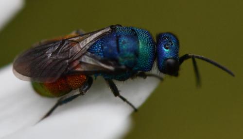 Réf. 261 024 : Hedychrum sp.